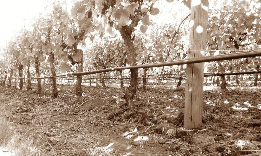 Armstrong Vineyard Aubichon Cellars